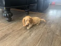 Homer, a male Dachshund for sale in Bedford, IN – 4 of 5