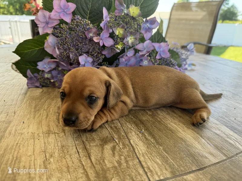 Donut – Miniature Dachshund puppy for sale in Bedford, IN