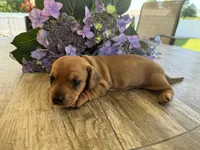 Donut, a male Miniature Dachshund for sale in Bedford, IN – 1 of 1