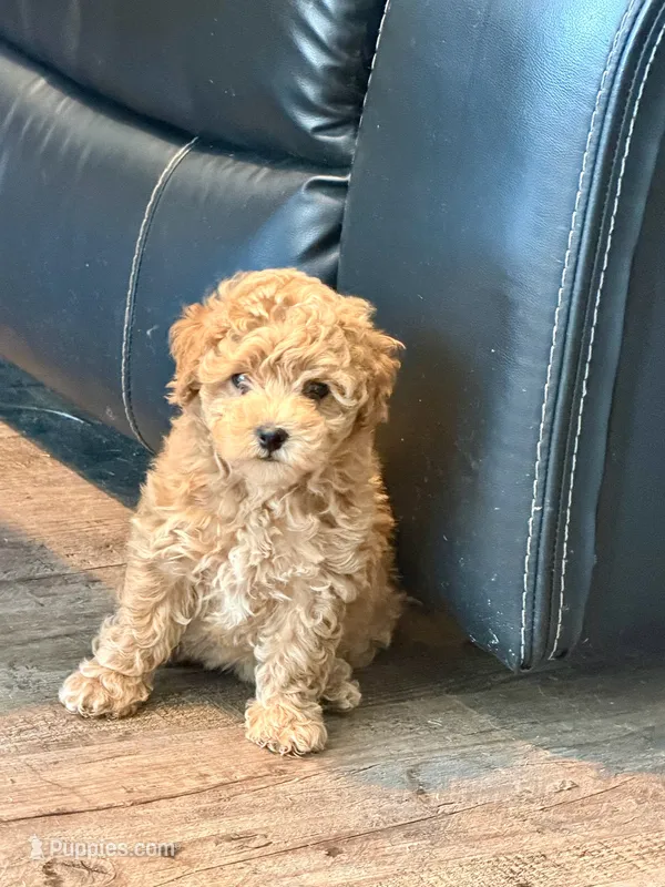 Corrine – Poochon puppy for sale in Bedford, IN