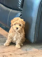 Corrine, a female Poochon for sale in Bedford, IN – 1 of 4
