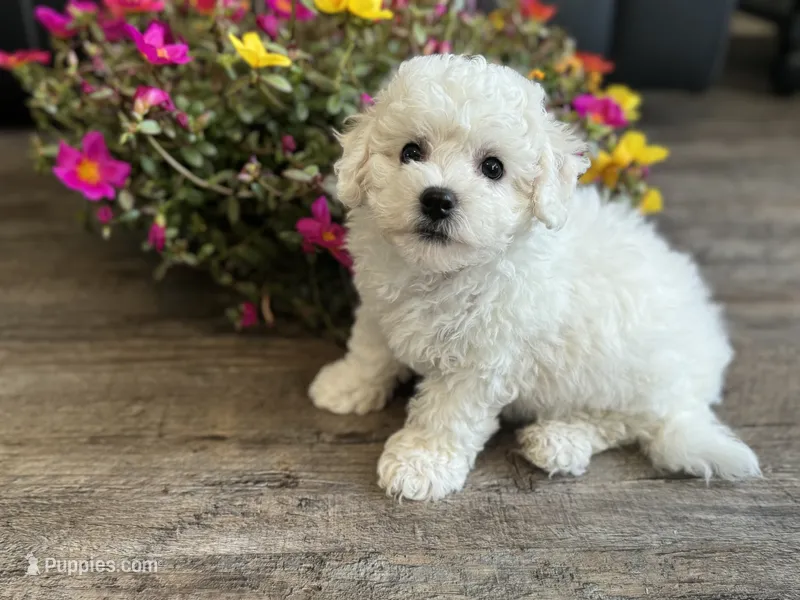 Stella – Bichon Frise puppy for sale in Bedford, IN
