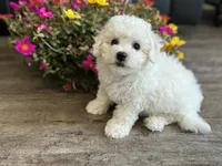 Stella, a female Bichon Frise for sale in Bedford, IN – 1 of 5