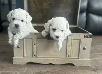 Jax, a male Bichon Frise for sale in Bedford, IN – 2 of 4