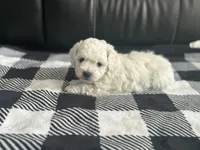 Jax, a male Bichon Frise for sale in Bedford, IN – 4 of 4