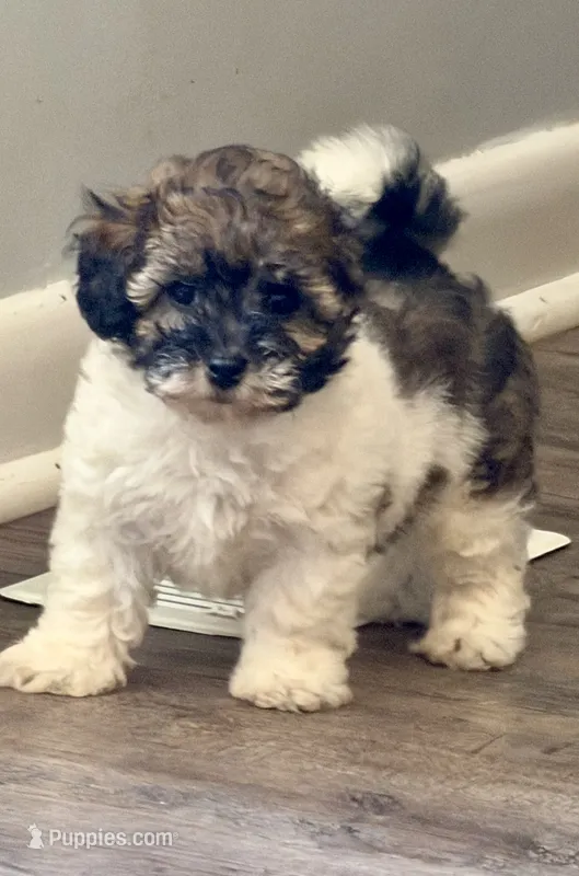 Jolie – Poochon puppy for sale in Bedford, IN