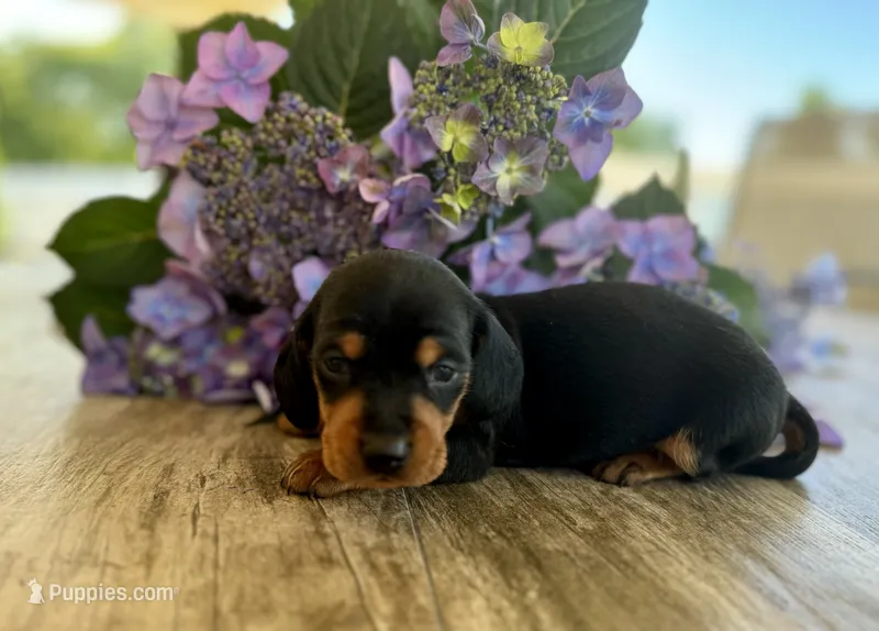 Daisy Mae – Miniature Dachshund puppy for sale in Bedford, IN