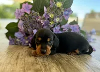 Daisy Mae, a female Miniature Dachshund for sale in Bedford, IN – 1 of 2