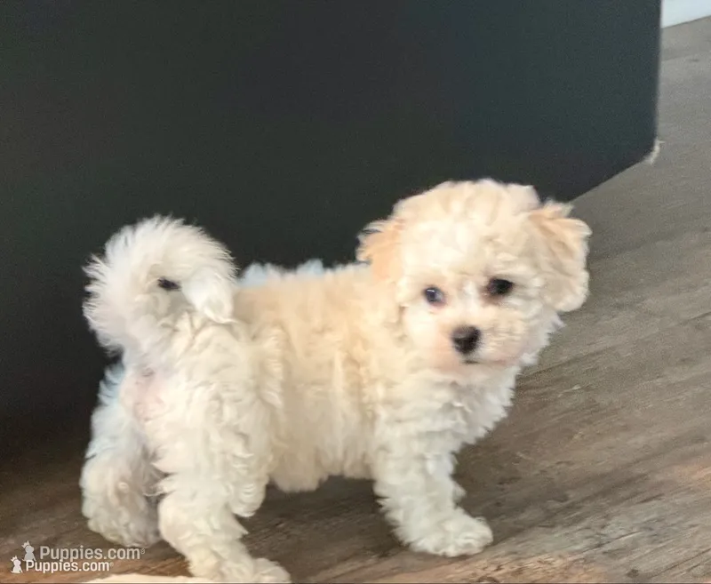 Millie – Poochon puppy for sale in Bedford, IN