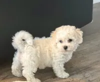 Mary, a female Poochon for sale in Bedford, IN – 4 of 4