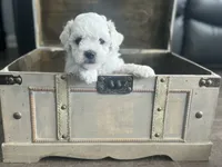 Stella, a female Bichon Frise for sale in Bedford, IN – 4 of 4