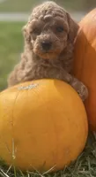 Polly, a female Poochon for sale in Bedford, IN – 1 of 1