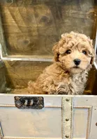 Corrine, a female Poochon for sale in Bedford, IN – 4 of 4