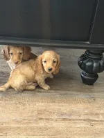 Homer, a male Dachshund for sale in Bedford, IN – 2 of 5