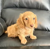 Peanut, a male Dachshund for sale in Bedford, IN – 2 of 5