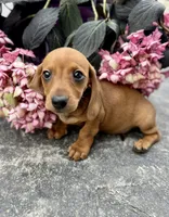 Chloe, a female Miniature Dachshund for sale in Bedford, IN – 4 of 4