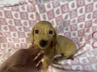 Leo, a male Miniature Dachshund for sale in Bedford, IN – Photo 2 of 3