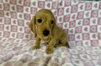 Leo, a male Miniature Dachshund for sale in Bedford, IN – Photo 3 of 3