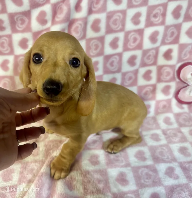 Leo – Miniature Dachshund puppy for sale in Bedford, IN