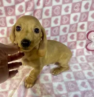 Leo, a male Miniature Dachshund for sale in Bedford, IN – Photo 1 of 3