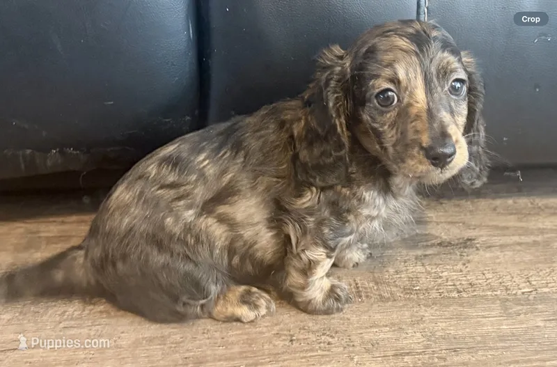Donut – Dachshund puppy for sale in Bedford, IN