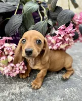 Chloe, a female Miniature Dachshund for sale in Bedford, IN – 3 of 4