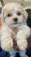 Mary, a female Poochon for sale in Bedford, IN – 3 of 4