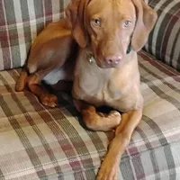 Lexy purple Male, a male Vizsla for sale in Rushford, MN – Photo 1 of 2