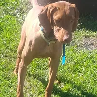 Lexy purple Male, a male Vizsla for sale in Rushford, MN – Photo 2 of 2