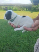Maggie army Green male, a male English Setter for sale in Rushford, MN – 4 of 4