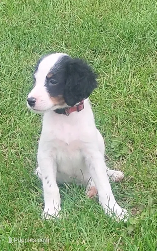 Maggie Red Female – English Setter puppy for sale in Rushford, MN