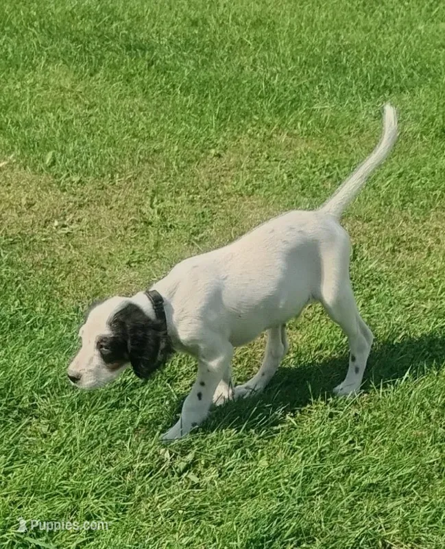 Maggie Black male – English Setter puppy for sale in Rushford, MN