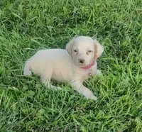 Maggie pink female, a female English Setter for sale in Rushford, MN – 4 of 4