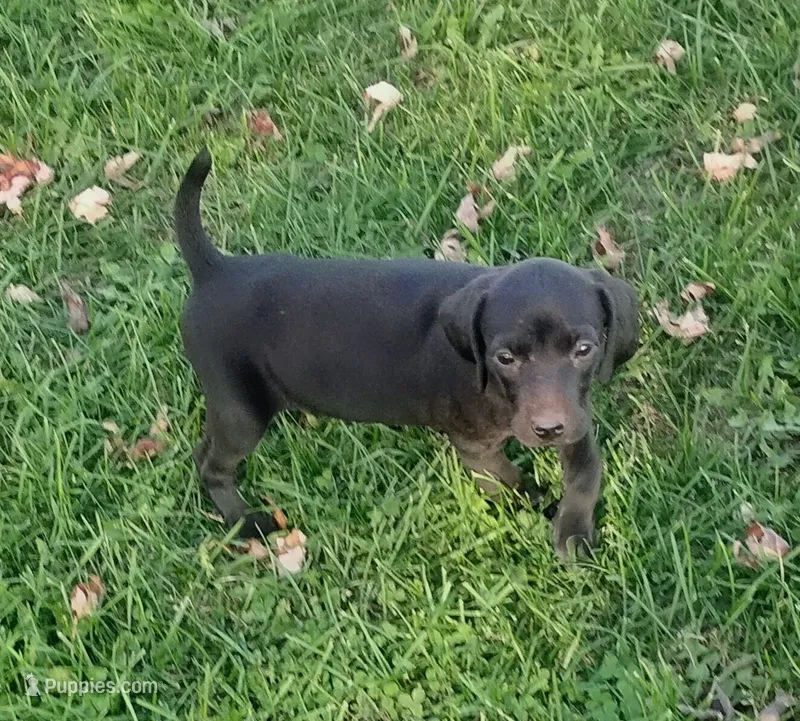 Lexy Black Female – English Setter, Vizsla puppy for sale in Rushford, MN