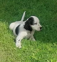 Maggie green male, a male English Setter for sale in Rushford, MN – 2 of 3