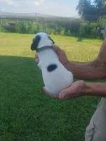 Maggie army Green male, a male English Setter for sale in Rushford, MN – 3 of 4