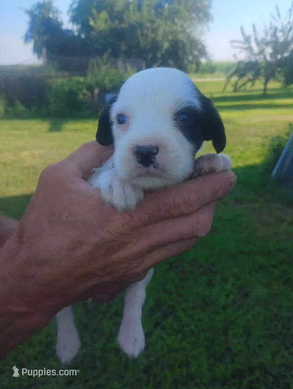 Maggie army Green male – English Setter puppy for sale in Rushford, MN