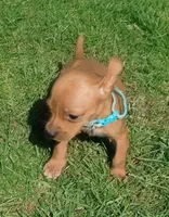 Lexy Turquoise Female, a female English Setter and Vizsla for sale in Rushford, MN – 4 of 5
