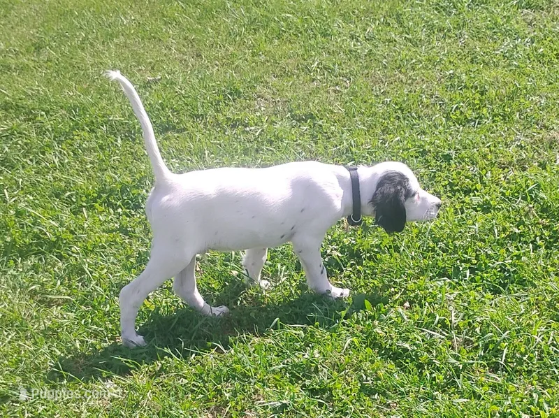 Maggie Black male – English Setter puppy for sale in Rushford, MN
