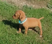 Lexy Turquoise Female, a female English Setter and Vizsla for sale in Rushford, MN – 2 of 5