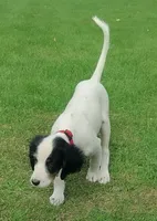 Maggie Red Female, a female English Setter for sale in Rushford, MN – 3 of 6