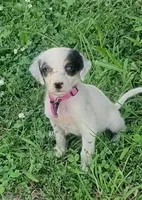 Maggie purple  female, a female English Setter for sale in Rushford, MN – 2 of 4