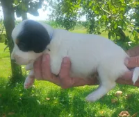 Maggie Blue male, a male English Setter for sale in Rushford, MN – 2 of 3