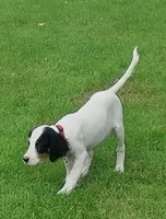 Maggie Red Female, a female English Setter for sale in Rushford, MN – 1 of 6