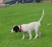 Maggie Red Female, a female English Setter for sale in Rushford, MN – 6 of 6