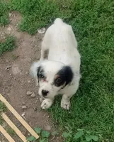 Maggie purple  female, a female English Setter for sale in Rushford, MN – 2 of 5