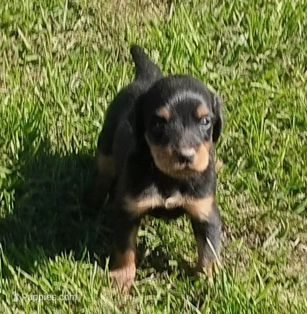 Lexy Black and tan – English Setter, Vizsla puppy for sale in Rushford, MN