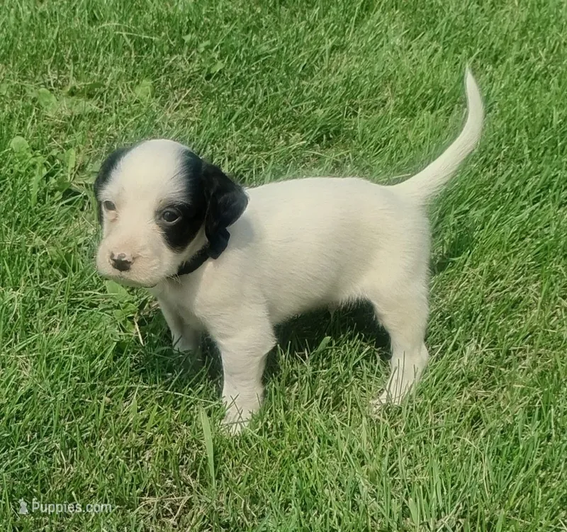 Maggie Black male – English Setter puppy for sale in Rushford, MN