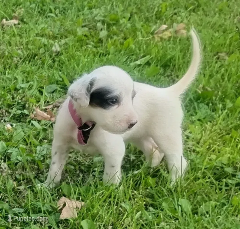 Maggie purple female – English Setter puppy for sale in Rushford, MN
