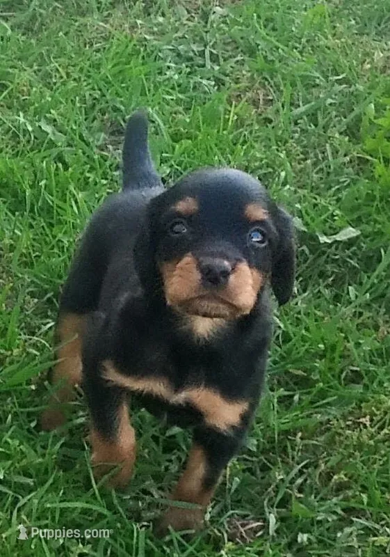 Lexy Black and tan male – English Setter, Vizsla puppy for sale in Rushford, MN